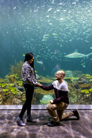 Andrew + Chiamaka at the Shedd | The Rookery