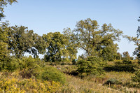 Taylor + Rachel proposal nature boardwalk